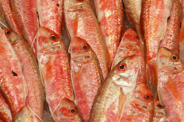 goatfish