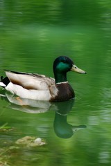 mallard duck