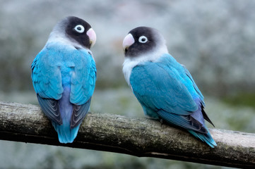 blue bird