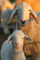 ewes