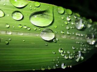 gouttes d'eau