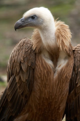 rotten vulture