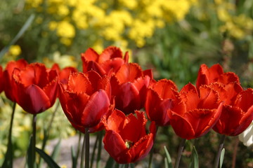 rotes tulpenmeer