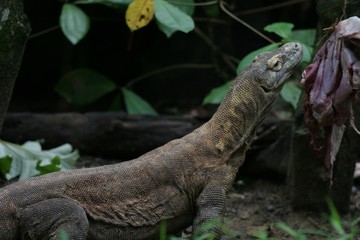 hungry komodo dragon 3