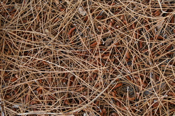pine needles and seeds
