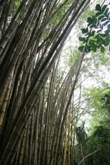 giant bamboo 2