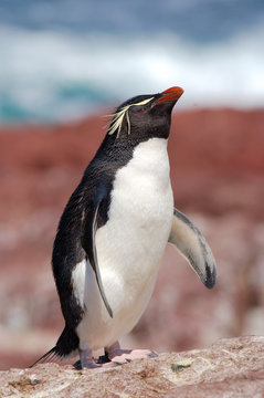 rockhopper peguin, manchot, pingouin