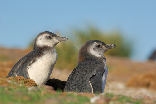 manchot, pingouin