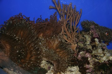 Fototapeta na wymiar reef anemones