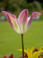 blühende tulpe