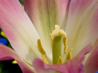 Fototapeta na wymiar blühende tulpe