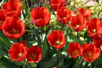 rote tulpen
