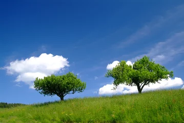 baum mit himmel 3 © foto.fritz