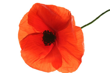 coquelicot