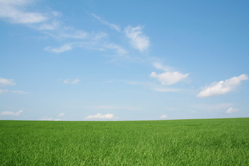 Fototapeta na wymiar wheaten field, landscape