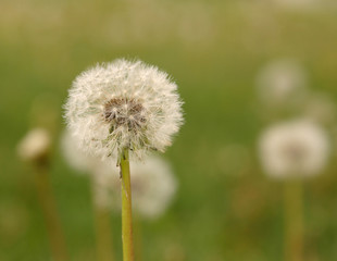 dandelion gone to seed