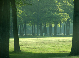 Fototapeta premium trees in the mist