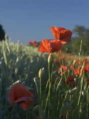 mohn