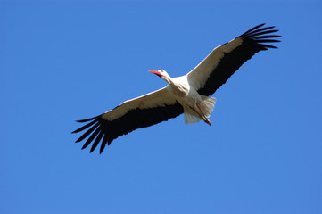 stork, symbol of spring.
