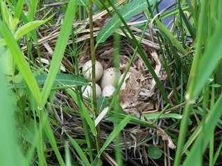 nid de poule d'eau - gallinula chloropus