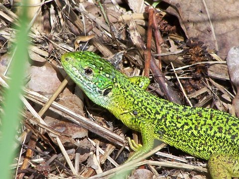 l&eacute;zard vert avec tiques
