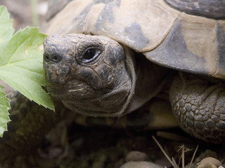 schildkr&ouml;tenportrait