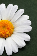 partial view of a daisy