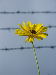 sonnenhut vor stacheldraht