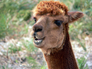 Obraz premium alpaca