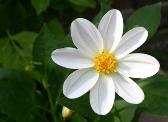 stunning white dahlia
