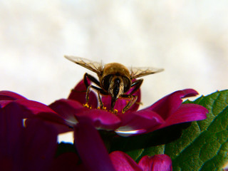 frontal