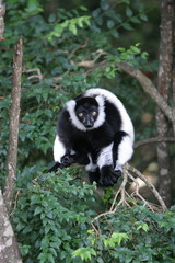 black lemur on branch