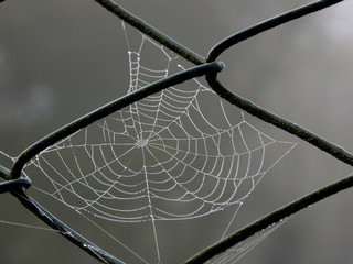 spinnennetz im frühtau © Daniel Fuhr