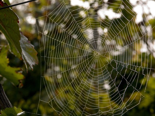 spinnennetz im frühtau