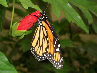 monarch an roter blüte