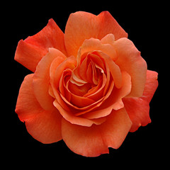 rose