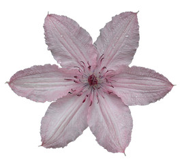 clematis