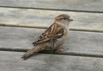 sparrow