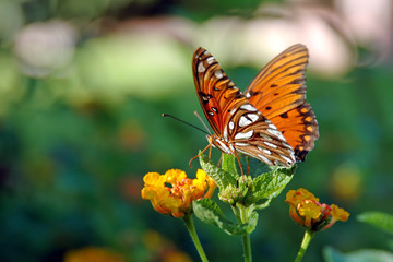 butterfly on a lantana plant