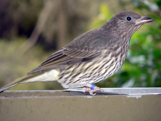 figbird