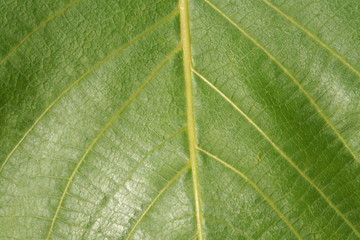 leaf