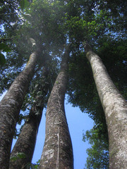 Fototapeta premium high trees