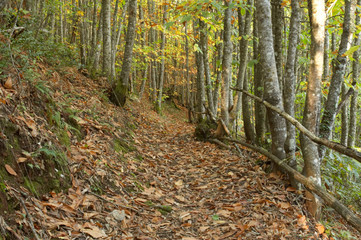 Fototapeta premium autumn