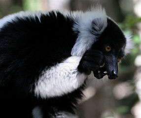 black lemur eating