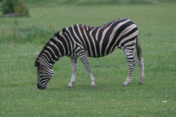 Fototapeta na wymiar chapmans zebra