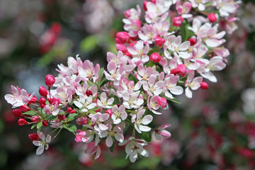 cherry blossom branch