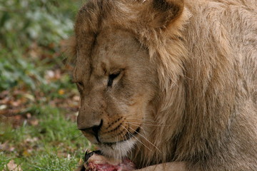 lion eating meat