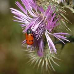 lady bug in flower