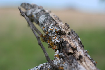 tree branch
