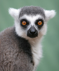 ring tailed lemur stare © Karen Riley